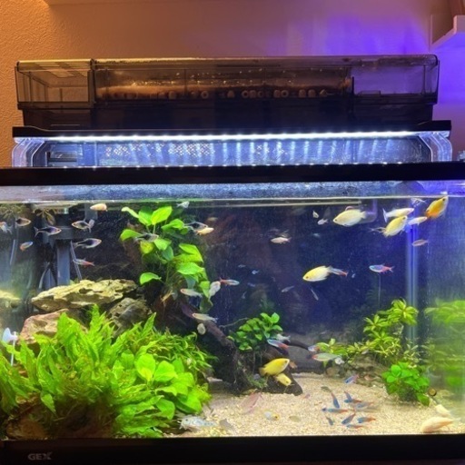 熱帯魚と水槽のセット　淡水