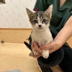キジ白男の子