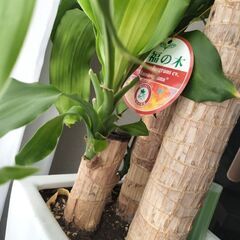 幸福の木の画像