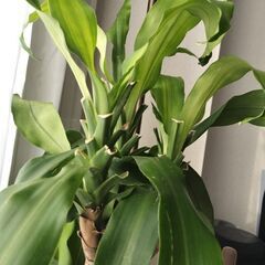 幸福の木の画像