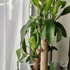 幸福の木の画像