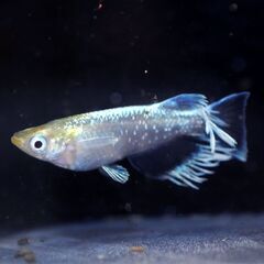 ★　めだか屋チャティー　改良めだか　販売します！　11/16★の画像