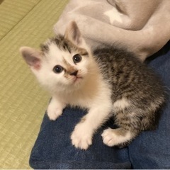 生後1ヶ月くらいの男の子　里親さん決まりました。