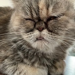 愛嬌たっぷりエキゾチック⭐︎おーるちゃん − 長野県