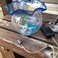 金魚にどうでしょう❗️