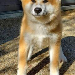 秋田犬の仔犬