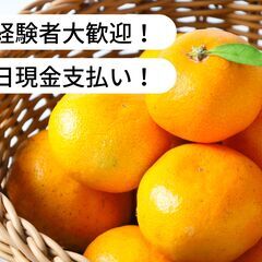 【日払い】愛媛県宇和島市吉田町南君でみかんの収穫・サンテ掛けのお...