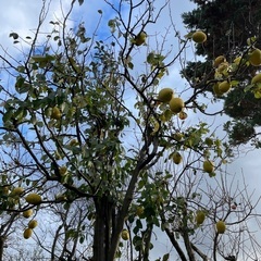 庭で採れた花梨の画像