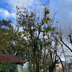 庭で採れた花梨の画像