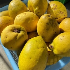 庭で採れた花梨