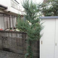 植木、庭木