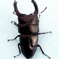 オオクワガタ　不全B個体セット　♂️4♀️1　◎配送可◎