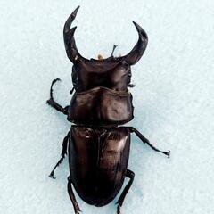 オオクワガタ　不全B個体セット　♂️4♀️1　◎配送可◎の画像