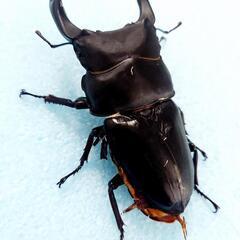 オオクワガタ　不全B個体セット　♂️4♀️1　◎配送可◎の画像