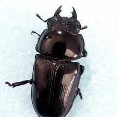 オオクワガタ　不全B個体セット　♂️4♀️1　◎配送可◎の画像