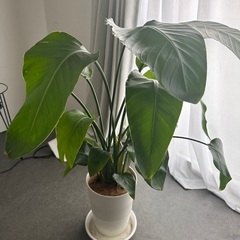 観葉植物(大型)