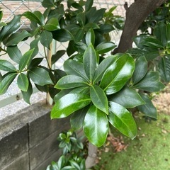 シキミ　の画像