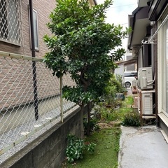 シキミ　