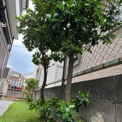 シキミ　の画像