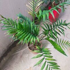 テーブルヤシ　観葉植物