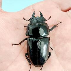 能勢SR血統　オオクワガタ　♀️56.5㍉　90.1㍉同腹　◎配送可◎