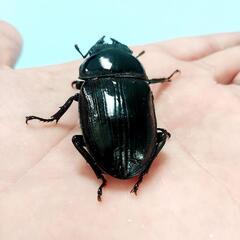 能勢SR血統　オオクワガタ　♀️56.5㍉　90.1㍉同腹　◎配送可◎の画像