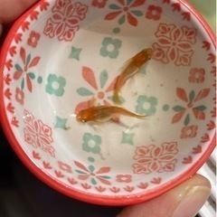 【有精卵20＋α】レッドクリフ、紅帝ホタルダルマ、オロチダルマ【10＋10のセットもOK】の画像