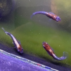 【有精卵20＋α】レッドクリフ、紅帝ホタルダルマ、オロチダルマ【10＋10のセットもOK】の画像