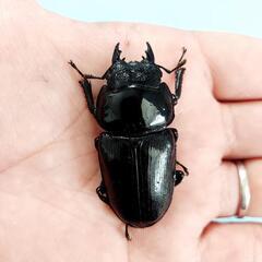 能勢SR血統　オオクワガタ　♀️55.8㍉　90.1㍉同腹　◎配送可◎