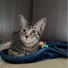 保護猫