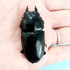 能勢SR血統　オオクワガタ　♀️54.4㍉　90.1㍉同腹　◎配送可◎