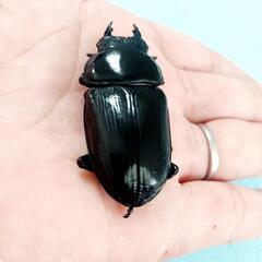 能勢SR血統　オオクワガタ　♀️54.4㍉　90.1㍉同腹　◎配送可◎の画像