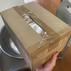 モミジバフウの実200個の画像