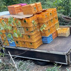 18日(土)のみ★みかん★収穫運搬のお手伝いの画像