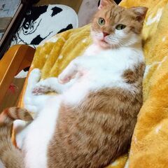 【トライアル決定】スコティッシュ人懐っこい女のこです♪