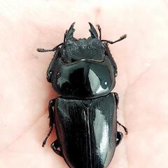 能勢SR血統　オオクワガタ　♀️56.2㍉　◎配送可◎