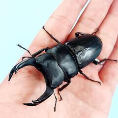 能勢SR血統　オオクワガタ　♂️85.6㍉　90.1㍉同腹　◎配送可◎の画像