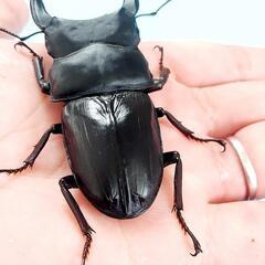 能勢SR血統　オオクワガタ　♂️85.6㍉　90.1㍉同腹　◎配送可◎の画像