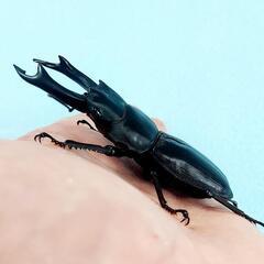 能勢SR血統　オオクワガタ　♂️85.6㍉　90.1㍉同腹　◎配送可◎の画像