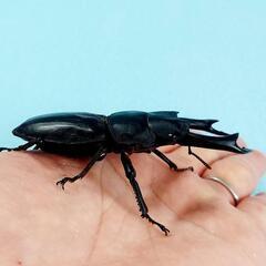 能勢SR血統　オオクワガタ　♂️85.6㍉　90.1㍉同腹　◎配送可◎の画像