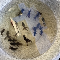 金魚ちゃんです⚠️今販売中止中⚠️