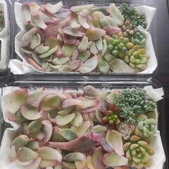 多肉植物  葉挿しセット🍀の画像