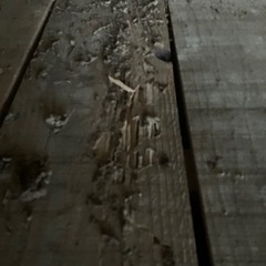 【格安】シロアリ駆除やってます✨