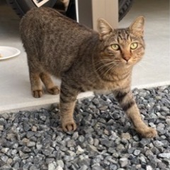 とっても人懐っこいキジトラボーイ♡