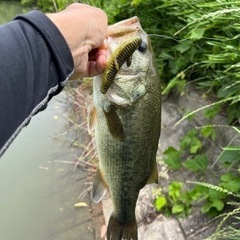 釣り仲間募集