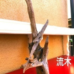 流木🪵 淡水魚🌲熱帯魚🐠観賞魚用.🎇 LEDライトを当てると綺麗です。