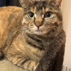 こちらで募集し里親famifamiさんが故意に逃しました