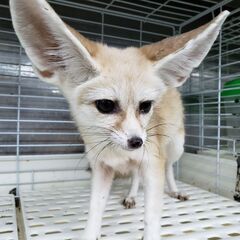 各１頭　特価！セール！　サバンナキャットSBT、フェネックCB