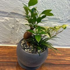 　卓上サイズ観葉植物　ガジュマル寄せ植え