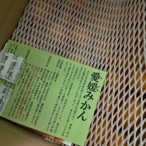 愛媛みかん